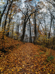 Obraz premium Autumn forest path in yellow foliage
