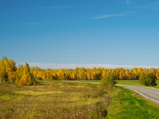Naklejka premium autumn country road. yellow birches