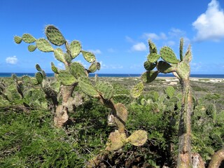 Views of Aruba the Desert Island of the Caribbean Sea