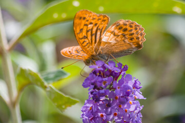 Obraz premium Farfalla arancione e nera posta su fiore fucsia