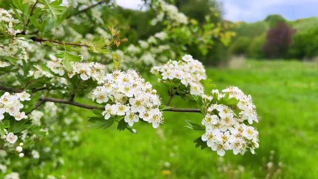 White flowers collected in complex shields on the small tree of the Meyer's hawthorn (Crataegus meyeri) against the background of green grass in a spring meadow.