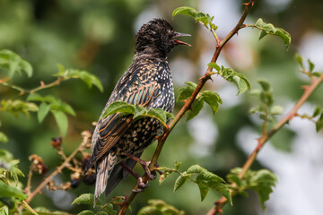 Starling On Thorns With Mouth Open - 241A1459