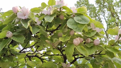 Quince tree branches with pink flowers and green leaves in spring  