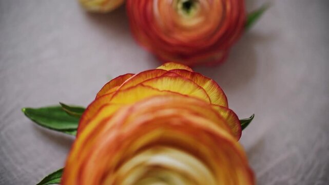 red and yellow flower