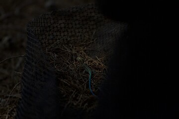 The Pelasgian rock lizard from the island of Rhodes.