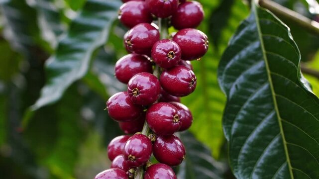 Detailed Macro Shot of Mature Coffee Cherries Prepared for Harvesting on the Plant