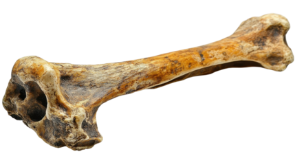 Bone isolated on a transparent background