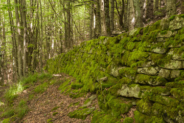 Fototapeta premium Muro a secco nel bosco in Appennino ricoperto di muschio