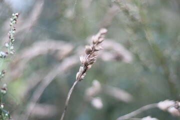 Minimalism wallpaper background simple photo outdoor plant wild grass	

