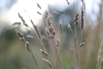 Minimalism wallpaper background simple photo outdoor plant wild grass	

