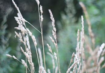 Minimalism wallpaper background simple photo outdoor plant wild grass	
