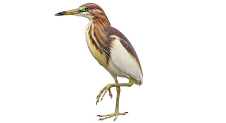 Isolated Pond Heron Bird