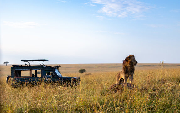 Lion resting near safari vehicle in open savannah