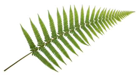 Isolated Fern