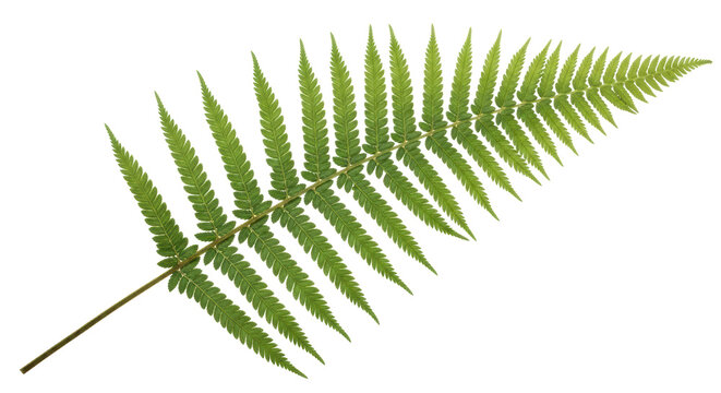 Isolated Fern