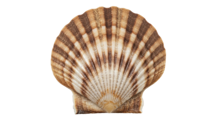 Isolated Seashell