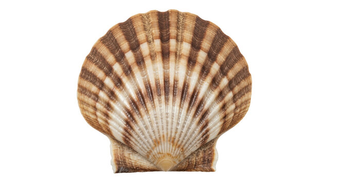 Isolated Seashell