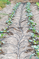 Sustainable Agriculture using a modern drip irrigation system