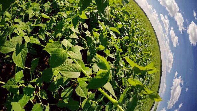 vast expanse of young soybean plants flourishing under the sun in radiant emerald field, symbolizing the commencement of the agricultural season and the promise of abundant yield to come