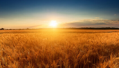 Obraz premium golden wheat field stretches under vibrant sunset shadow of win
