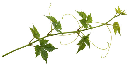 Isolated Green Vine with Leaves