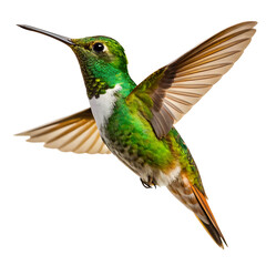 Fototapeta premium A vibrant green hummingbird with outstretched wings isolated against a white background in sharp focus