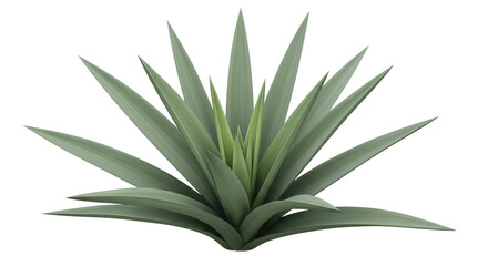 Isolated Green Agave Plant