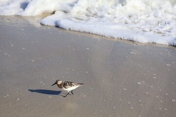 Lively Sandpiper scurrying across the shoreline, hunting for food as waves roll onto the beach.
