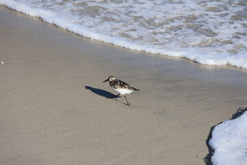 Lively Sandpiper scurrying across the shoreline, hunting for food as waves roll onto the beach.