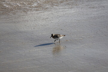 Lively Sandpiper scurrying across the shoreline, hunting for food as waves roll onto the beach.