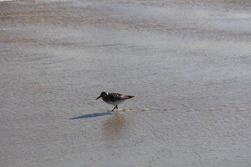 Lively Sandpiper scurrying across the shoreline, hunting for food as waves roll onto the beach.