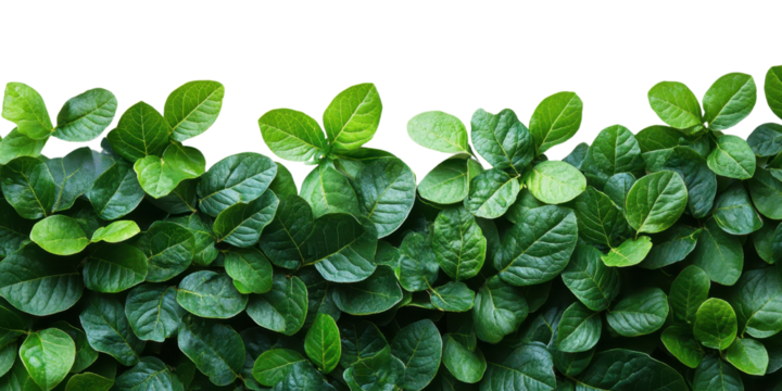 Green leaves shrubs upper border isolated on a white transparent background