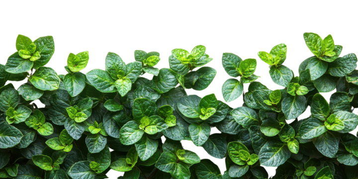 Green leaves shrubs upper border isolated on a white transparent background ,Green plant leaf
