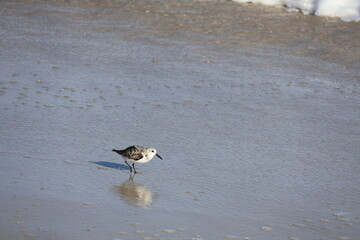 Lively Sandpiper scurrying across the shoreline, hunting for food as waves roll onto the beach.