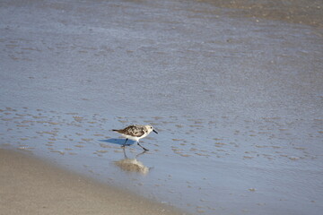 Lively Sandpiper scurrying across the shoreline, hunting for food as waves roll onto the beach.