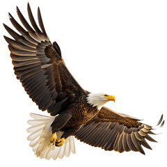 Obraz premium A majestic bald eagle soaring gracefully with its wings fully extended against a white background view