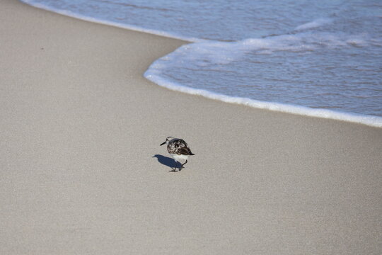 Lively Sandpiper scurrying across the shoreline, hunting for food as waves roll onto the beach.