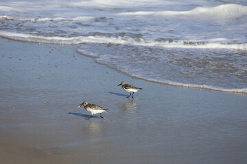 A group of sandpipers hunting for food along the shoreline.  