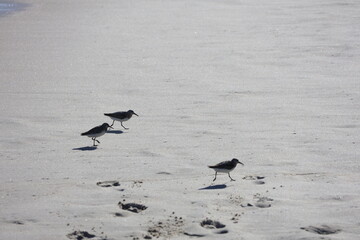 A group of sandpipers hunting for food along the shoreline.  