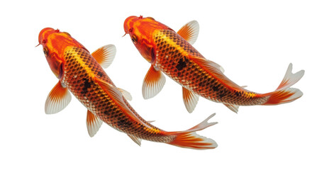 Isolated Two Koi Fish Swimming