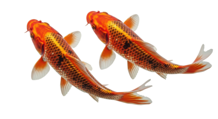 Isolated Two Koi Fish Swimming