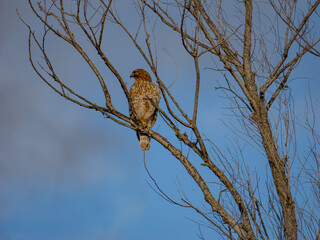 A Hawk Perched on a Bare Tree Branch Against a Clear Sky