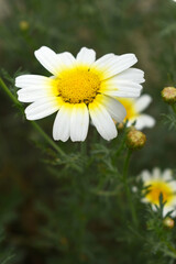 Fototapeta premium White Yellow Crown Daisy, Close-up of a white and yellow crown daisy flower, blooming in nature, Close-up shot of beautiful White yellow Crown Daisy flower (Chrysanthemum coronarium), Crown Daisy, 