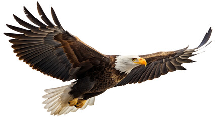 Obraz premium An american bald eagle soars gracefully with its wings fully extended against a white background sky