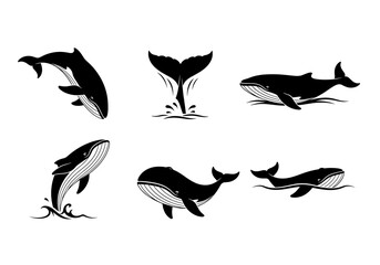 Obraz premium Collection of whale illustrations in various poses showing marine mammal activity and aquatic creatures