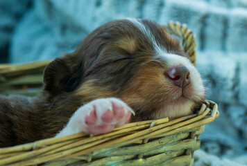 sleeping baby puppy australian sheperd
