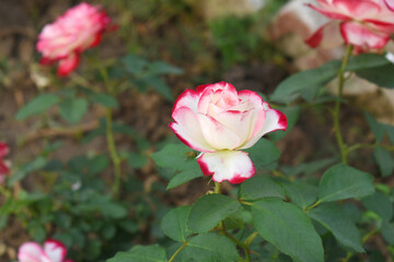 Beautiful pink white rose flower closeup in garden, A very beautiful pink white rose flower bloomed on the rose tree, Rose flower closeup, bloom flowers, Natural spring flower floral background
