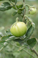 Green unripe Tomato, Green tomatoes plantation. Organic farming, young unripe tomato plant growth in greenhouse, Fresh green unripe tomatoes growing in the garden, Vegetable plantation with tomatoes