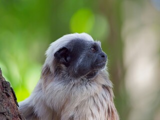 White furred cotton top tamarin sitting on tree branch, facing rightward with distinctive black facial markings, verdant foliage blurring behind primate