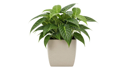 Isolated Potted Plant
